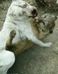 frigorifero svizzero nel bel mezzo del nulla 50% cijena ugodno svježe nevjerojatne cijene dogo argentino vs puma - casasdelmarpv.com frigorifero svizzero nel bel mezzo del nulla 50% cijena ugodno svježe nevjerojatne cijene dogo argentino vs puma - casasdelmarpv.com
