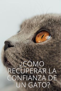 150 Ideas De Curiosidades En 2021 Gatos Felinos Animales