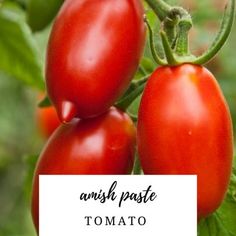 500 Seeds Brandywine RED Tomato Heirloom Open Pollinated fresh Non-GMO Big 500 Seeds Brandywine RED Tomato Heirloom Open Pollinated fresh Non-GMO Big