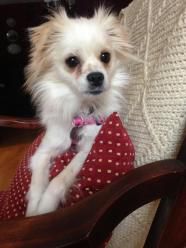 Christy Chihuahua Pets Pet Search Papillon Mix