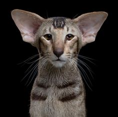 asian shorthair cat Huge gay cock jocks