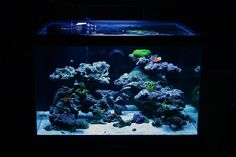 114 best reef images