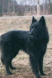 belgian sheepdog club of america national specialty groenendael belgian shepherd dog wikipedia the free belgian sheepdog club of america national specialty groenendael belgian shepherd dog wikipedia the free