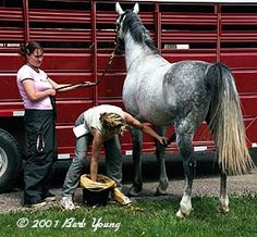 equestrian sperm collecting Paris hilton sex tape in full