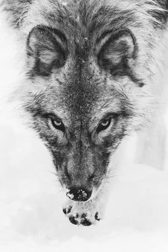 Wolf Face Ideas Wolf Wolf Pictures Beautiful Wolves