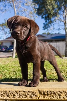 2507 Best Labs Images Dogs Puppies Cute Animals 2507 Best Labs Images Dogs Puppies
