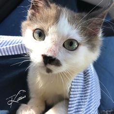 118 best kittens puppies
