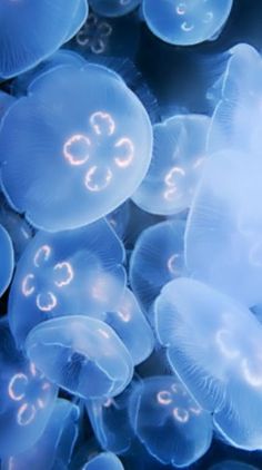 クラゲ のアイデア 47 件 クラゲ 美しい海の生き物 海洋生物 クラゲ のアイデア 47 件 クラゲ 美しい海の生き物 海洋生物