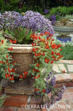 inspiring succulents for shade cacti succulent container gardens book review garden smackdown by 169 best garden inspiration images on pinterest drought resistant inspiring succulents for shade cacti succulent container gardens book review garden smackdown by 169 best garden inspiration images on pinterest drought resistant