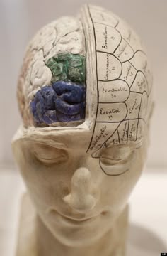 10 best 3d brain images science projects, school, science classroomfrench phrenological model a french phrenological model, from the mid 19th century, of a