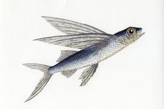 飛魚 Fling Fish のアイデア 24 件 飛魚 魚 美しい海の生き物 飛魚 Fling Fish のアイデア 24 件 飛魚 魚 美しい海の生き物