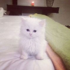 Fluffy Farm Cattery | Flame point color point persian kitten ... Fluffy Farm Cattery | Flame point color point persian kitten ...