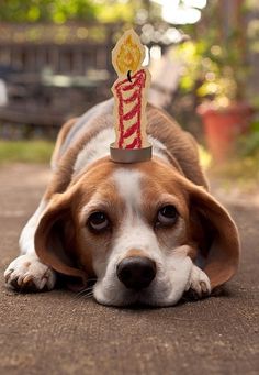 63 Idees De Les Animaux Et Les Anniversaires Animaux Nos Amis Les Betes Anniversaire Chien 63 Idees De Les Animaux Et Les Anniversaires Animaux Nos Amis Les Betes Anniversaire Chien