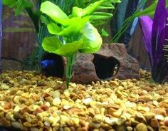 Best DIY African Dwarf Frog Tank Setup For 2018! | Dwarf