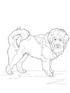 Tibetan Mastiff Coloring Page From Dogs Category Select 30471 Printable Crafts Of Cartoons Nature Animals Bible And Many More Tibetan Mastiff Coloring Page From Dogs Category Select 30471 Printable Crafts Of Cartoons Nature Animals Bible And Many More
