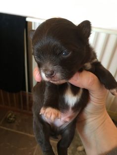Pin On Chihuahua Puppies