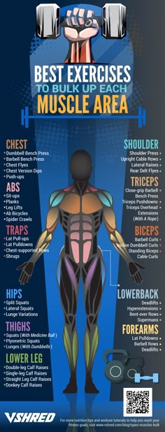 infographic | Best Exercises To Bulk Up Each Muscle Area Gym Workouts, Gym Workout Tips, Physical Fitness, Weight Training Workouts, Types Of Muscles, Fitness Body