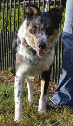 australian shepherd cattle dog mix looks like my puppy she is an australian shepherd blue heeler mix australian shepherd cattle dog mix looks like my puppy she is an australian shepherd blue heeler mix