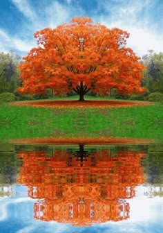 3477 Best Fall Beauty Images In 2018 Autumn Leaves Beautiful Sugar Maple In Fall Colors My Favorite Autumn Tree