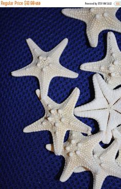 15 BLEACHED REAL WHITE FINGER STARFISH 3/" WEDDINGS CRAFTS SEA SHELL
