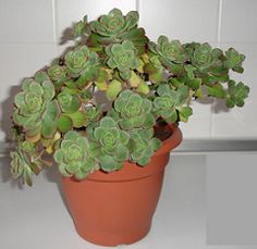 340 Ideas De Aeonium Suculentas Plantas Plantas Suculentas