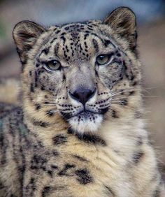 snow leopard Детеныши Животных, Смешные Животные, Милые Животные, Дикие Животные, Красивые Кошки, Большие Кошки, Милые Котики, Котопес, Щенки