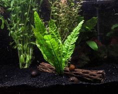 anubias nana petite var