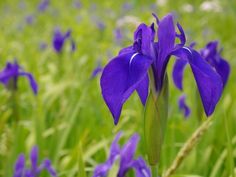 900 Plants Photo Ideas In 21 900 Plants Photo Ideas In 21