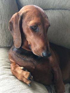 Doglovers Dachshundcentral Doglover Dachshund Sausagedog