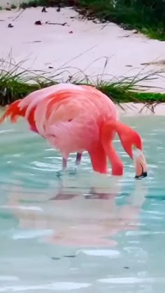 550 Flamingos ideas pink flamingos flamingo flamingo art
