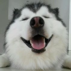 Husky のアイデア 32 件 シベリアンハスキー ハスキー ハスキー犬 Husky のアイデア 32 件 シベリアンハスキー ハスキー ハスキー犬