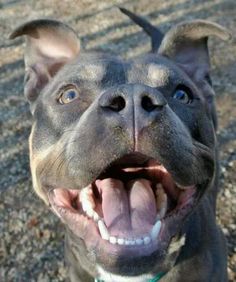 38 best doggie dentures images on pinterest funny animals cutest