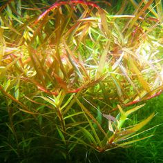 409 best aquatic plants