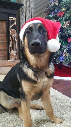 Duke girl gets fucked by german shepard, imgsrc ru boys in shower