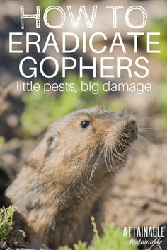 How to get rid of moles in the suburban area. Tips for the gardener How to get rid of moles in the suburban area. Tips for the gardener
