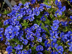 Leptoum Cardwell Weeping Evergreen Shrub Almost Completely Dampiera Diversifolia An Australian Native Ground Cover Covered In Deep Blue Flowers From Spring To