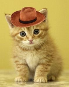 102 best kitten hat