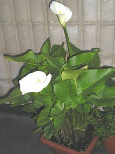 9 Ideas De Arreglo Floral Rosas Arreglo Floral Rosas Arreglos Florales Floristería