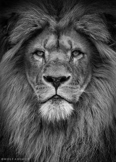 lion black and white pictures for desktop wallpaper 2048 x 2048 px