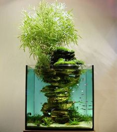 Alle Landscape aquarium im Blick