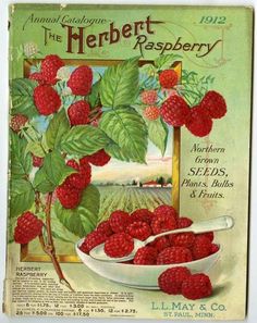 90 Best L May Co Seed And Nursery Catalogs Images On Pinterest Mouthwateringly Beautiful Plump Red Raspberries Adorn The Cover Of 1912 L May Retail Catalog