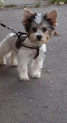 41 Best My future yorkie images in 2019