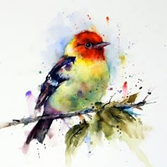 168 best watercolor birds