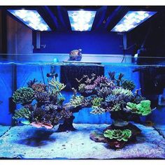 8 best refugium images