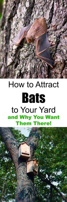 150 Bat House Plans Ideas - Bat House Plans Pennsylvania 150 Bat House Plans Ideas - Bat House Plans Pennsylvania