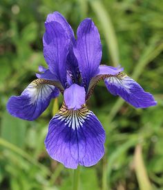 900 Plants Photo Ideas In 21 900 Plants Photo Ideas In 21
