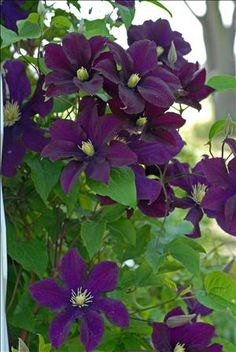 178 Best Garden Clematis Trellis Images On Pinterest In 2018 Warsaw Nike Clematis Described As Red Or Purple This Blooms A Rich Burgandy In