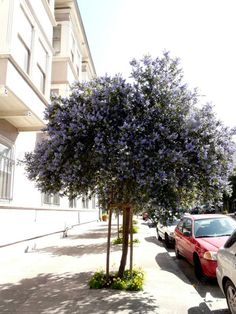 15 Best Small Shade Trees For Socal Images On Pinterest In 2018 Ceanothus Ray Hartman Jpg 600 800 Evergreen Shrubs Trees