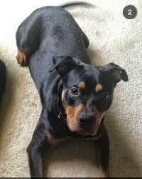 Image Result For Shepweiler Rottweiler Mix Pitbull Mix Puppies