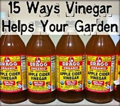 Garden Ideas To Keep Animals Out how to naturally and safely keep rabbits out of a garden | rabbit Garden Ideas To Keep Animals Out how to naturally and safely keep rabbits out of a garden | rabbit